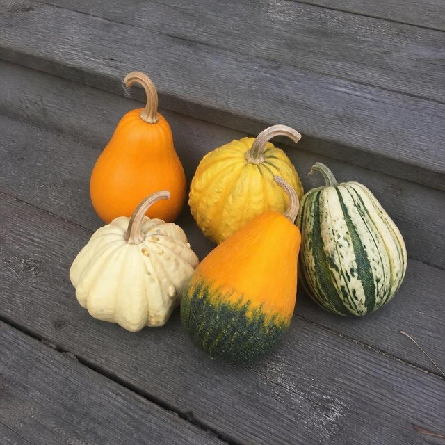 Five small gourds in mixed fall colors grouped together on a wooden porch step